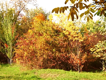 Herbstliches Neukölln