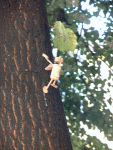 Treeclimber