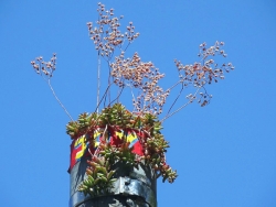 Plänterwalder Blüte