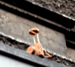 Street-Yoga: Sarvangasana