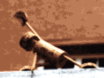 Street-Yoga: Parsvakonasana