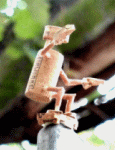 Dave the Chimp in Action