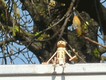 Street-Yogi: Let the Sunshine in your Heart