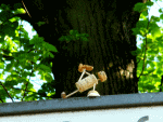 Street-Yogi: Vasisthasana III