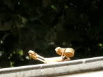 Street-Yogi: Makarasana