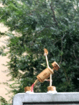 Parsvakonasana (Variation)