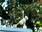 Parsvakonasana (Variation)