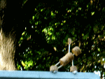 Vasisthasana