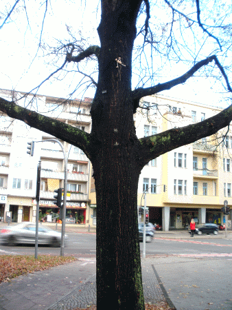 Baum-Yogi: Vasisthasana III