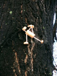 Vasisthasana III