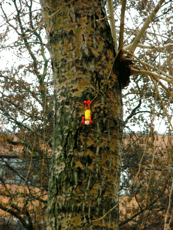 Baum-Yogi: Sirsasana II