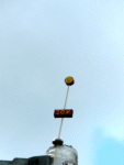 Joy-Blume