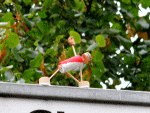 Bi-Color-Yogi: Trikonasana