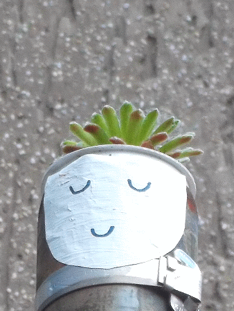 Guerilla-Gardening: Dachwurz