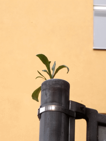 Ringelblume