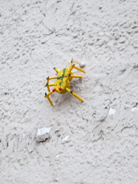 Spinne an Hauswand