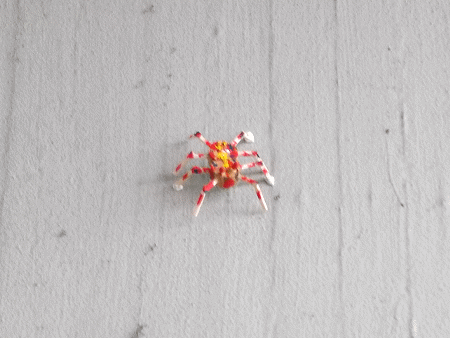 Spinne