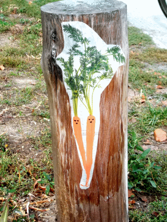 Wurzelgemüse