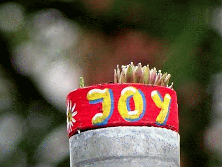 JoY-Gardening