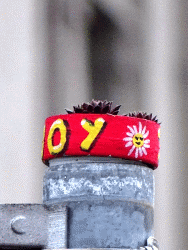 JoY-Garten