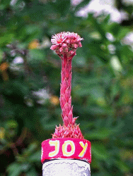 JoY-Garten