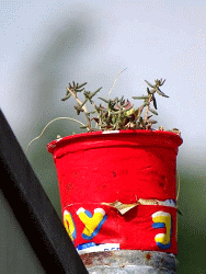 JoY-Garden