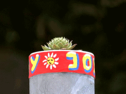 JoY-Garden