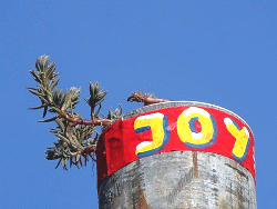 JoY-Garden