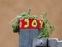 JoY-Garden