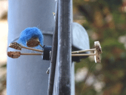 Street-Yogi: Blue
