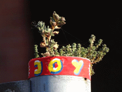 JoY-Garden