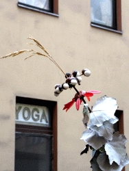 Mixed Media: Silberpappel