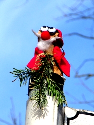 Nikolaus