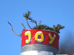 JoY-Garden