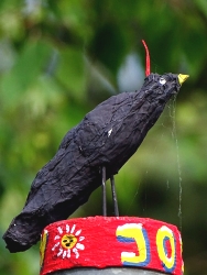 Ein schräger Vogel