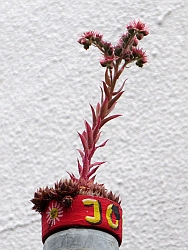 Der Schwanengesang des Dachwurz