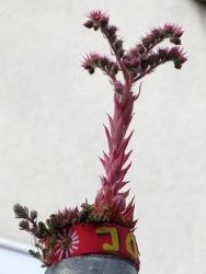 Neuköllner Palme