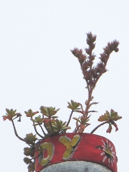 Hohenschönhauser Palme