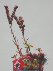 Hohenschönhauser Palme