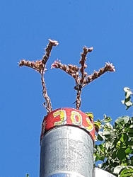 Tempelhofer Palme