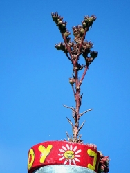 Plänterwalder Palme
