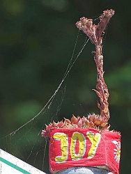 Plänterwalder Palme