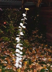 Silberpappel mit Gingokrone