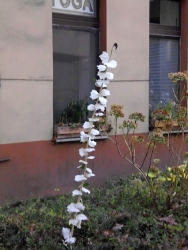 Silberpappel