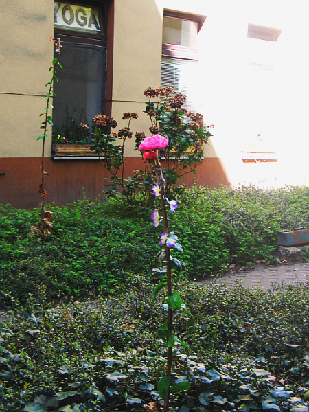 Blühender Hinterhof