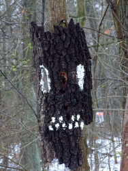 Die Maske