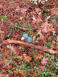 Bird Nr. 4