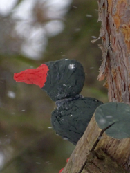 Entenvogel