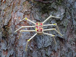Spinne