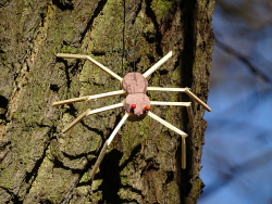 Spinne